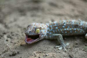 tokay Gecko Gehen auf Boden auf verschwommen Hintergrund. foto