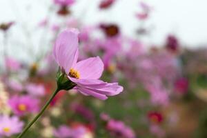 Rosa Kosmos Blume Blühen im Garten draussen. Sanft Fokus foto