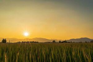 schön Grün Reis Feld und Himmel Hintergrund beim Sonnenuntergang Zeit. foto