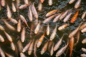 rot Tilapia Fisch Leben im trübe Wasser beim Fisch Feste foto