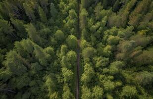 oben Aussicht von Grün Wald Landschaft Hintergrund Kunst. Antenne Natur Szene von Kiefer Bäume und Asphalt Straße Banner Design. Landschaft Pfad Trog Nadelbaum Holz bilden über. generativ ai. foto