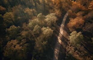 oben Aussicht von Wald Landschaft Hintergrund Kunst. Antenne Natur Szene von Kiefer Bäume und Asphalt Straße Banner Design. Landschaft Pfad Trog Nadelbaum Holz bilden über. generativ ai. foto