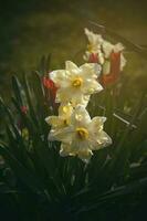 Frühling Narzissen wachsend im das Garten im das warm Sonne foto