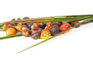 Öl Palme Obst Produkt foto