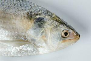 tenualosa ilisha Hilsa Hering terbuk Fisch auf Weiß Hintergrund foto