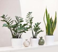 Sansibar Edelstein Zamioculcas mit Sansevieria Pflanze auf weißem Hintergrund foto