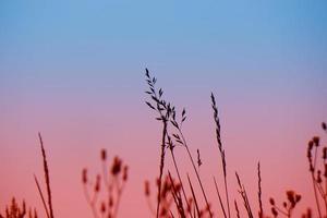 Blumenpflanze Silhouette und Sonnenuntergang in der Frühlingssaison foto