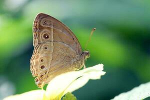 Schmetterling einer Blatt Blume foto