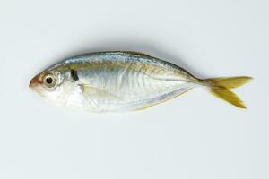 roh frisch klein Gelb gestreift tervally gebändert schlank Fisch foto
