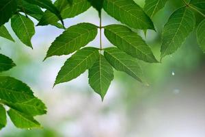 grüner Baum verlässt im grünen Hintergrund des Frühlings foto