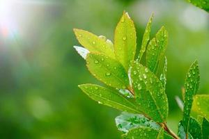 grüner Baum verlässt im grünen Hintergrund des Frühlings foto