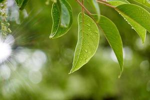 grüne Baumblätter in der Natur im Frühling foto