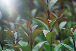 Grünpflanzen in der Natur im Frühling foto