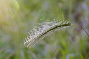 Grünpflanzen in der Natur im Frühling foto