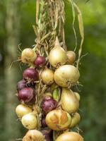 verschiedene Arten von Zwiebeln in einem Zopf vor einem grünen Hintergrund gebunden foto