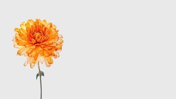 Wasser Tröpfchen Orange Nelke Blume isoliert auf Weiß Hintergrund und Raum zum Botschaft. generativ ai. foto