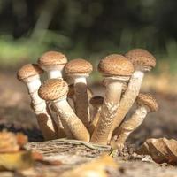 eine Gruppe jüngerer Hallimasch-Pilze im Laub mit unscharfem Hintergrund foto