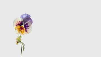 tolle Sanft Farbe Stiefmütterchen Blume isoliert auf Weiß Hintergrund und Raum zum Botschaft. generativ ai. foto