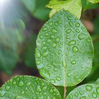 Regentropfen auf den grünen Pflanzenblättern an Regentagen