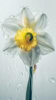 atemberaubend schließen Schuss von blühen Sanft Farbe Narzisse Blume mit Wasser Tropfen. generativ ai. foto