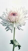 atemberaubend schließen Schuss von blühen Sanft Farbe Chrysantheme Blume. generativ ai. foto
