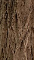 vertikaler Relieftexturhintergrund der braunen Rinde eines Baumes