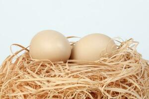 Ei im ein Nest auf Weiß Hintergrund foto