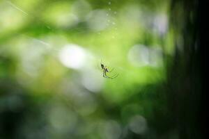 klein Spinne auf Netz draußen foto