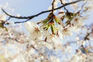 Weiß Blumen und geschlossen Knospen auf dünn Ast von japanisch Kirsche schließen oben im das Frühling Garten Park auf Blau Himmel foto