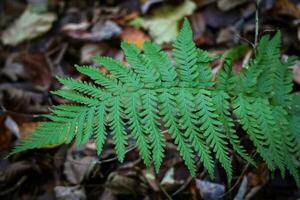 Grün Farn Blatt Abdeckung Über das braun trocken Blätter Wald Teppich im knapp Sonne Licht foto