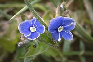 zwei klein Blau vergessen Sie mich nicht Blumen auf Licht Grün verschwommen Hintergrund foto