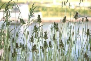 geschlossen flauschige Weiß Löwenzahn Blumen Köpfe mit lange Gras auf Licht Blau Wasser und städtisch Fluss Bank Hintergrund foto