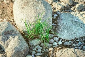 fragil Grün Gras wachsend auf das felsig Ufer im Schatten auf sonnig Tag foto