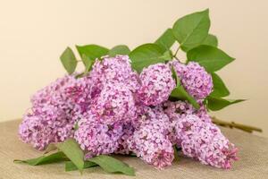 violett Rosa lila Blumen Strauß auf Tabelle foto