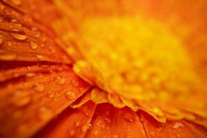 Orange Farbe Gänseblümchen Gerbera Blume schließen oben foto