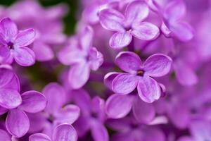 lviolett lila Blumen schließen oben foto