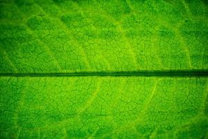 Grün Blatt Makro Textur Hintergrund foto