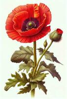 rot Mohn Blume Zeichnung isoliert auf Weiß Hintergrund. Aquarell, Hand gezeichnet Stil, ai Generation foto