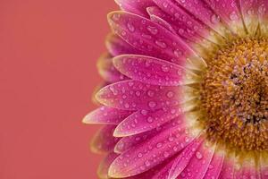 Rosa Gänseblümchen Gerbera Blume schließen oben foto