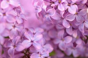 lviolett lila Blumen schließen oben foto