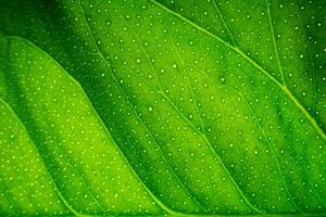 Grün Blatt Makro Textur Hintergrund foto