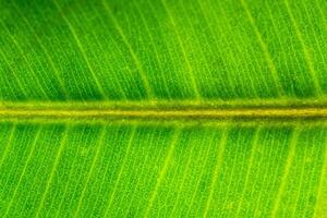 Grün Blatt Makro Textur Hintergrund foto