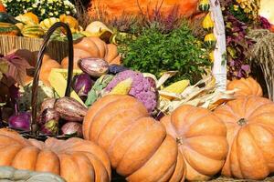 Kürbisse und Herbst Gemüse auf ein gerecht. Ernte Zeit auf ein Bauernhof. fallen Festival von frisch organisch Gemüse. festlich Dekor im Garten. Landwirtschaft Markt. ländlich Szene. Vegetarier und vegan Essen Tag. foto