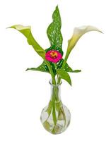 Blumenstrauß von Calla Zinnia und Damenmantel isoliert auf Weiß