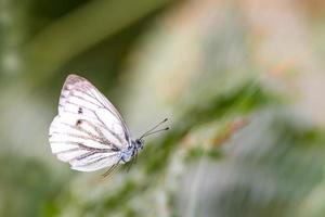fliegender weißer Schmetterling vor unscharfem grünem Hintergrund
