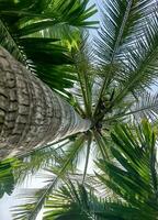 Palme voll von Kokosnüsse auf Malediven Strand foto