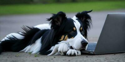 ein Rand Collie suchen beim ein Laptop. generieren ai foto