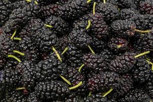 schwarze Maulbeeren mit grünen Stielen als Hintergrund foto