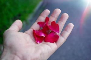 Hand hält eine schöne Blume in der Frühlingssaison foto