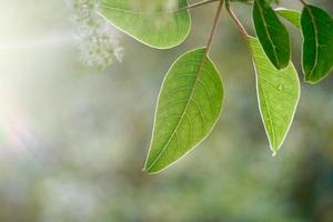 grüner Baum verlässt in der Natur im grünen Hintergrund der Frühlingssaison foto